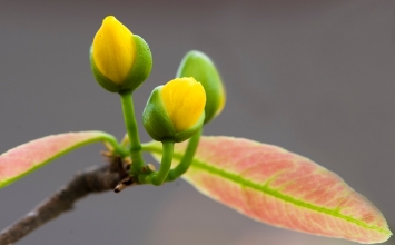 Lạc quan sống trong mọi biến cố của cuộc đời